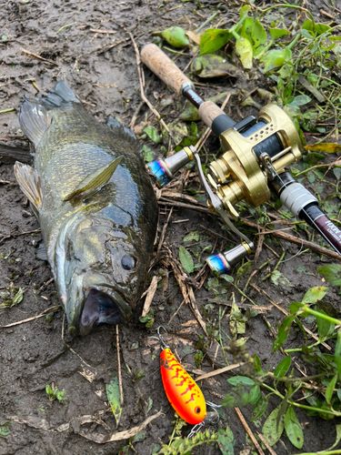 スモールマウスバスの釣果