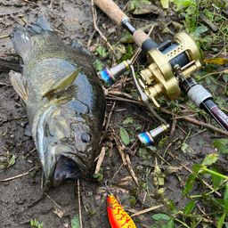 スモールマウスバス