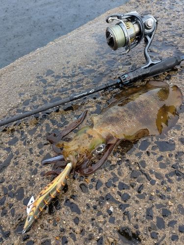 アオリイカの釣果