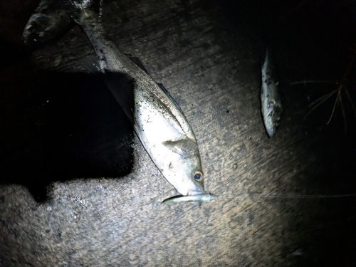 セイゴ（マルスズキ）の釣果