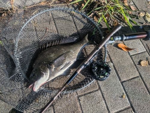 チヌの釣果