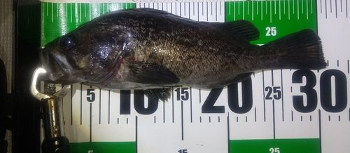 クロソイの釣果