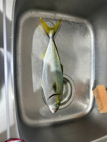 ヤズの釣果