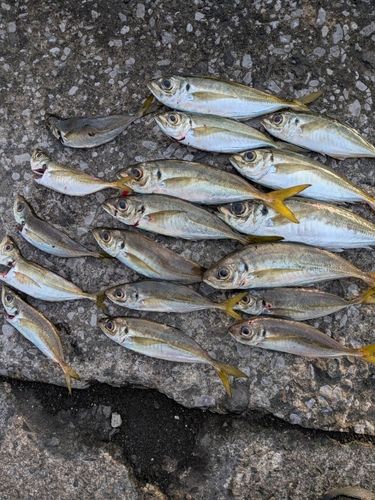 アジの釣果