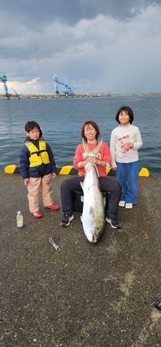 ヒラマサの釣果
