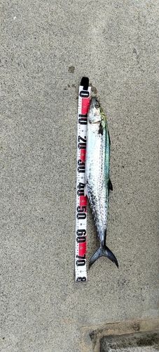 神戸空港親水護岸