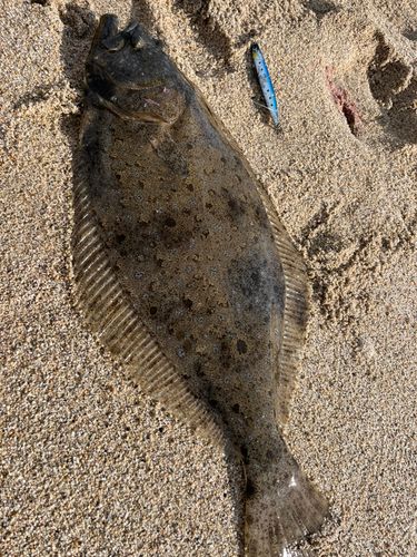 ヒラメの釣果