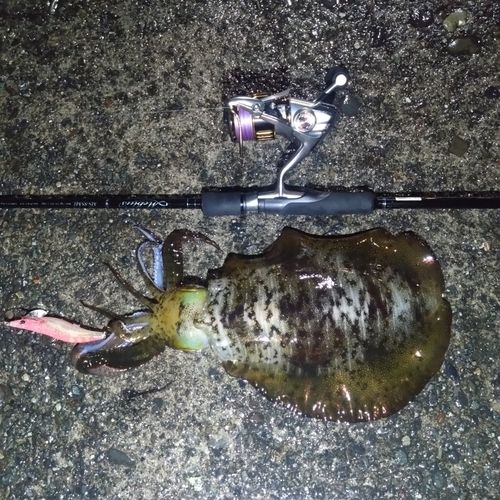 アオリイカの釣果