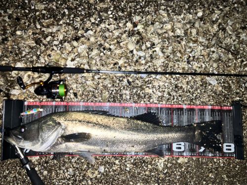 スズキの釣果