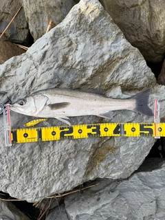 セイゴ（マルスズキ）の釣果