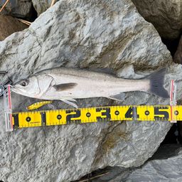 セイゴ（マルスズキ）