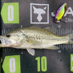 ラージマウスバス