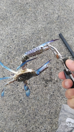 タイワンガザミの釣果