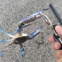 タイワンガザミ