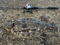 ヒラメの釣果
