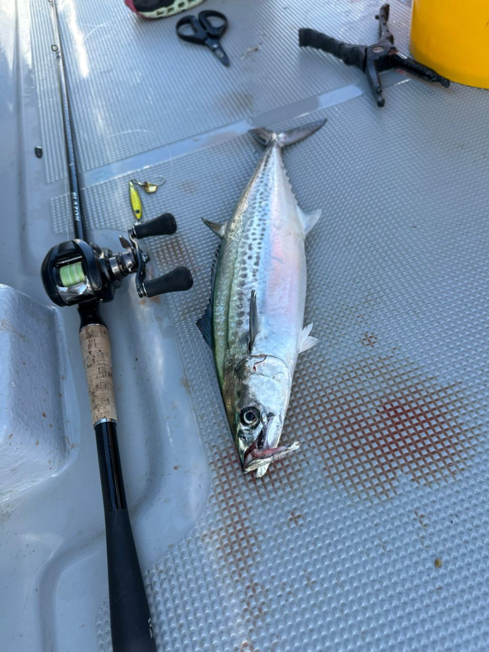 つりなるさんの釣果 2枚目の画像