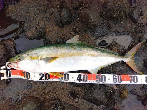 ヒラマサの釣果