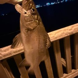 セイゴ（マルスズキ）