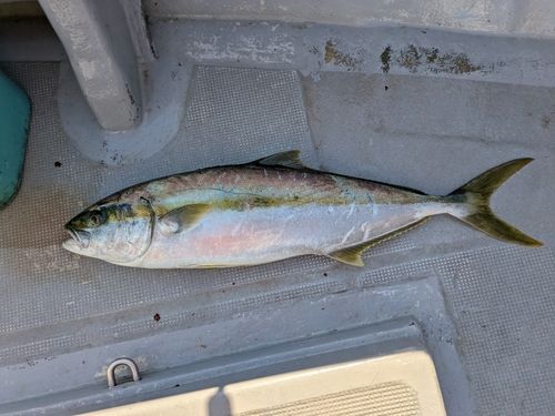 ヒラマサの釣果