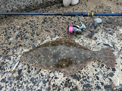 ヒラメの釣果