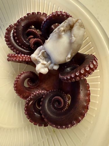 タコの釣果