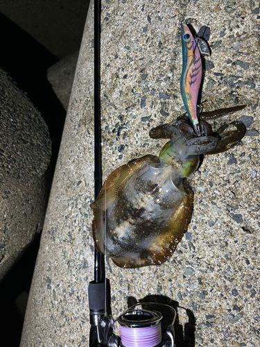 アオリイカの釣果