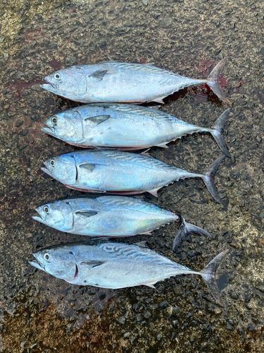 スマガツオの釣果