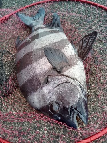 イシダイの釣果