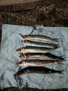 ウルメイワシの釣果