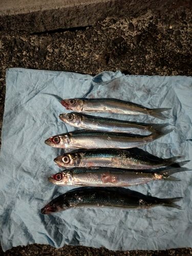 ウルメイワシの釣果