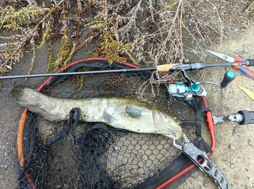 ニホンナマズの釣果