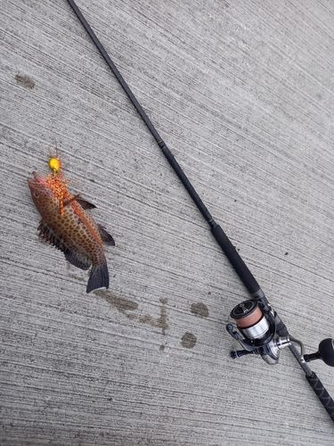 オオモンハタの釣果
