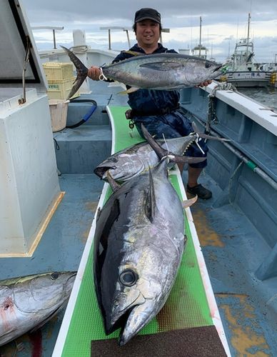 キハダマグロの釣果
