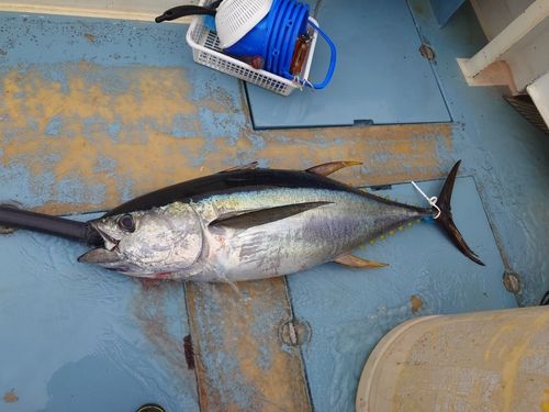 キハダマグロの釣果