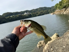 ラージマウスバスの釣果
