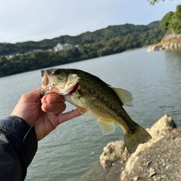 ラージマウスバス