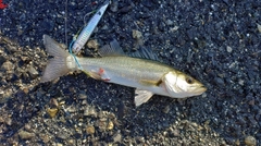 セイゴ（マルスズキ）の釣果