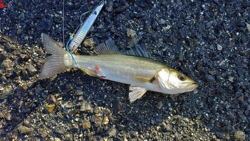 セイゴ(マルスズキ)の釣果