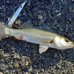 セイゴ（マルスズキ）