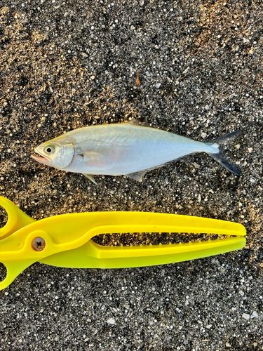 イケカツオの釣果