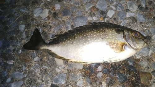 磯子海づり施設