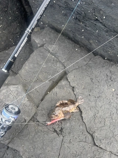 クロソイの釣果