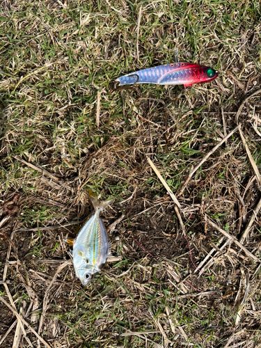 ヒイラギの釣果