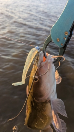 アメリカナマズの釣果