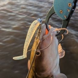 アメリカナマズ