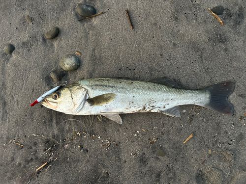 スズキの釣果