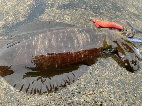アオリイカの釣果