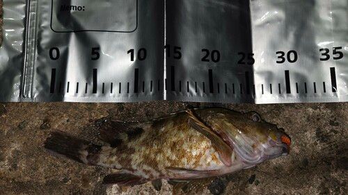 浜田港（島根）