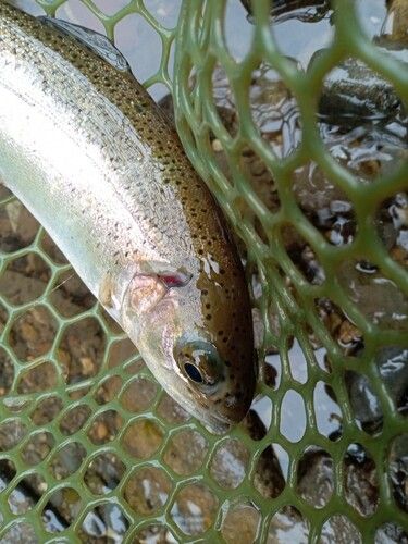 ニジマスの釣果