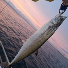 サゴシの釣果